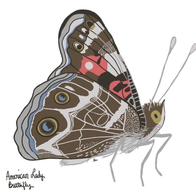 American Lady Butterfly vector art