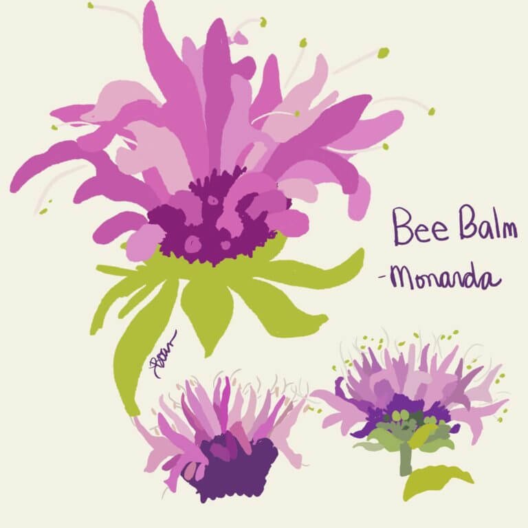 Bee Balm