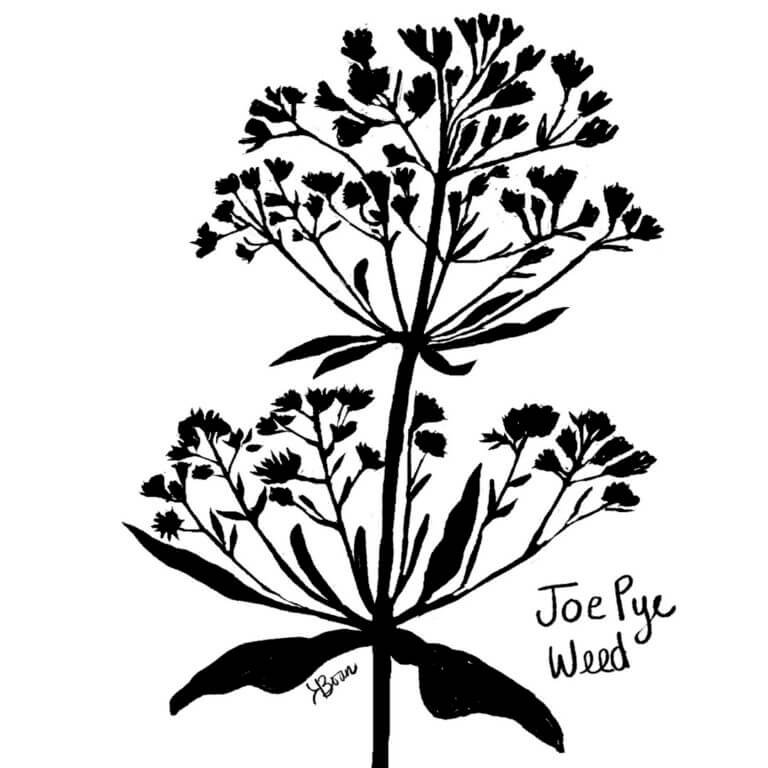 Joe Pye Weed sketch