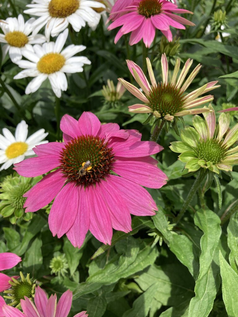 Coneflowers and Daisies