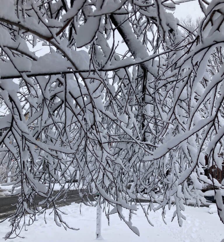 Big fluffy snow in the morning