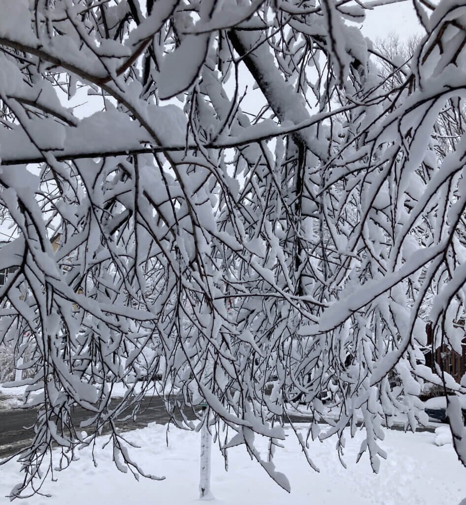 Big fluffy snow in the morning