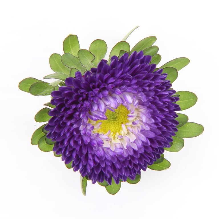 china aster