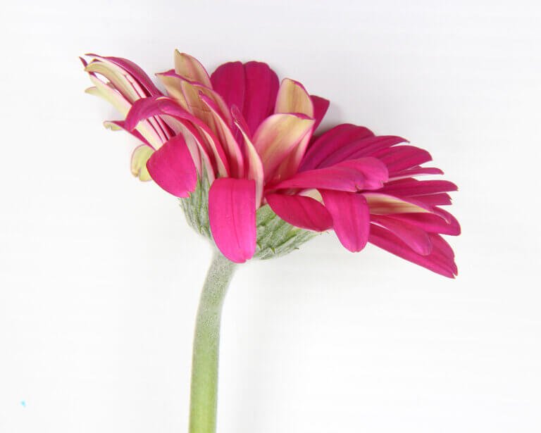 gerber daisy
