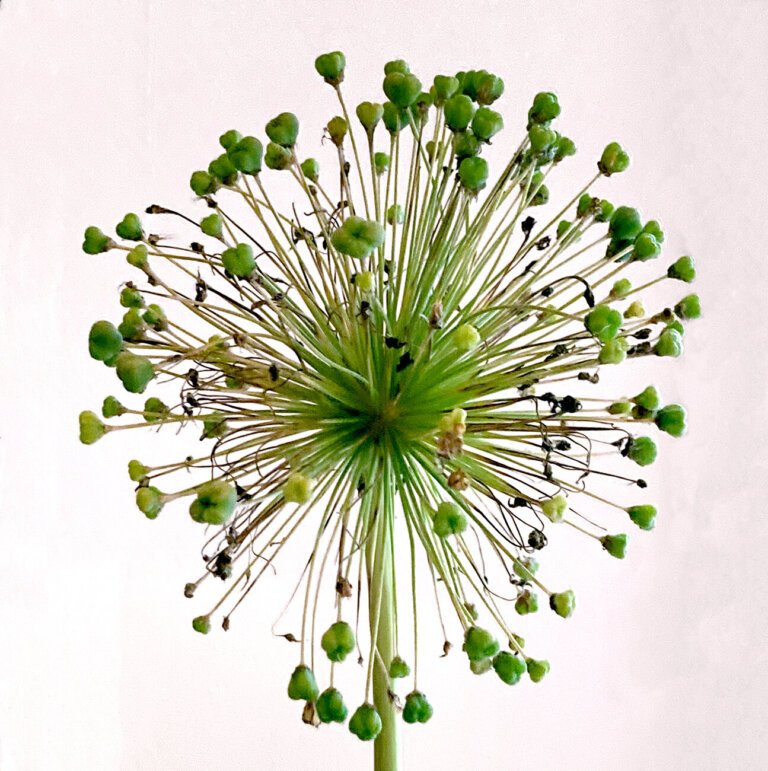 ornamental onion